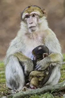Motherly Love In Animals Imprime: Barbary Macaque -Macaca sylvanus