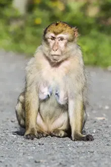 Captive Primate Photography Imprime: Barbary Macaque -Macaca sylvanus-, adult, captive, Rhineland-Palatinate, Germany