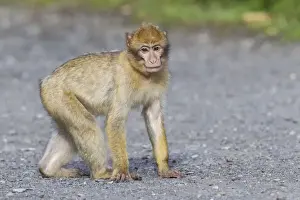 Captive Primate Imprime: Barbary Macaque -Macaca sylvanus-, adult, captive, Rhineland-Palatinate, Germany