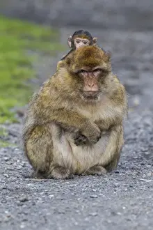 Old World Monkey Portrait Imprime: Barbary Macaque -Macaca sylvanus