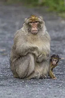 Rhineland Palatinate Animals Imprime: Barbary Macaque -Macaca sylvanus