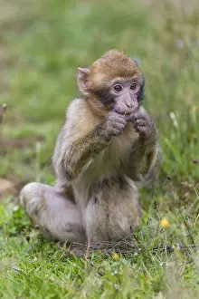 Animals In Captivity Photos Imprime: Barbary Macaque -Macaca sylvanus-, young, captive, Rhineland-Palatinate, Germany