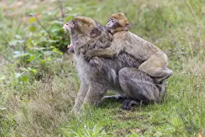 Endangered Primate Conservation Imprime: Barbary Macaque -Macaca sylvanus-, adult and young, captive, Rhineland-Palatinate, Germany