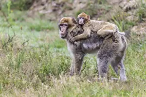 Captive Monkey Photos Imprime: Barbary Macaque -Macaca sylvanus-, adult and young, captive, Rhineland-Palatinate, Germany