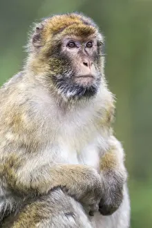 Cercopithecidae Family Photos Imprime: Barbary Macaque -Macaca sylvanus-, adult, captive, Rhineland-Palatinate, Germany