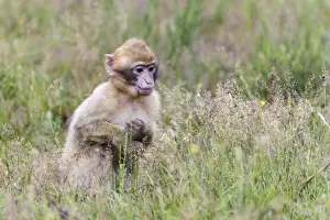 Animals In Captivity Photos Imprime: Barbary Macaque -Macaca sylvanus-, young animal, captive, Rhineland-Palatinate, Germany