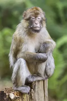 Cercopithecidae Family Photos Imprime: Barbary Macaque -Macaca sylvanus-, captive