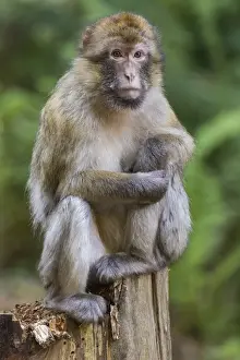 Old World Primates Imprime: Barbary Macaque -Macaca sylvanus-, captive