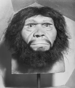 CB1 Artwork Collection Imprime: Head of Java Man