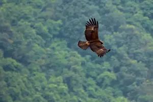 Western Ghats Wildlife Imprime: Black Eagle