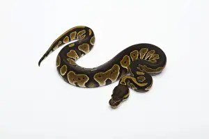 Impresiones de Cabeza Negra Doble Het Albino Fantasma Pelicano de Ball o Píton Real -Píton regius-, hembra Pitón Bola Imprime: Pitón de cabeza negra doble Het Albino Fantasma de bola o Pitón Real -Python regius