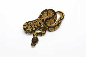 Impresiones de Araña de cabeza negra Het Albino posible Het Ghost Ball Python o Royal Python -Python regius-, hembra Pitón Bola Imprime: Araña de cabeza negra Het Albino posible Het Ghost Ball Python o Royal Python -Python regius