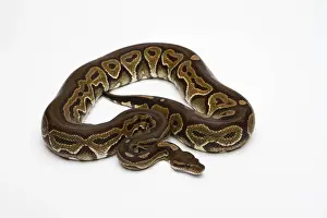 Impresiones de Pitón de la Piel Pastel Negro o Pitón Real -Python regius- Pitón Bola Imprime: Bola de pasta negra o Pitón Real -Python regius-.