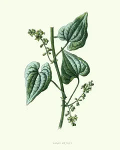 Impresiones botánicas: Dioscorea communis, bryón negro, impresión de flor botánica.