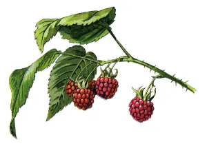 Raspberry