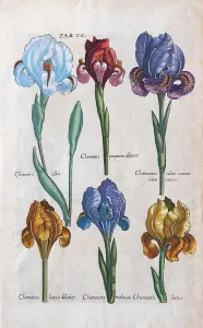 Impresiones de Tipos varios de errores (Iris), grabado en cobre a mano coloreada por Matthaeus Merian del Viridarium Reformatum de Michael Valentini, 1719 Matthaeus Merian Imprime: Tipos varios de errores (Iris)