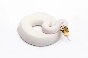 Impresiones de Piblokto (Bumble Bee) Piebald Ball Python o Royal Python -Python regius-, hembra Pitón Bola Imprime: Piblokto (Bumble Bee) Piebald Ball Python o Royal Python -Python regius-, hembra.