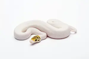 Impresiones de Piblokto (Bumble Bee) Piebald Ball Python o Royal Python -Python regius-, hembra Pitón Bola Imprime: Bumble Bee Piebald Ball Python o Royal Python -Python regius-, hembra.