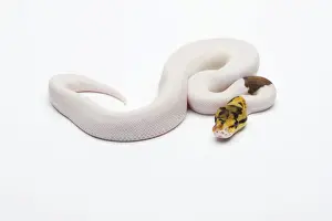 Ball Python Imprime: Bumble Bee Piebald Ball Python or Royal Python -Python regius-, male