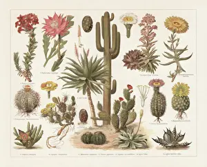 Antique Botanical Prints Imprime: Cacti, chromolithograph, published in 1897