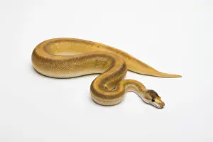 Impresiones de Champán Canela Ball Python o Royal Python -Python regius-, hembra Pitón Bola Imprime: Ballena de Canela de Champán o Ballena Real -Python regius-, hembra.