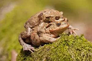 Animal Behavior In Wild Imprime: Common Toads -Bufo bufo-, mating, male clasping a female, amplexus, Thuringia, Germany