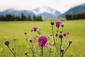 Centaurea Cyanus Species Imprime: Cornflower oder Bluebottle (Centaurea cyanus)