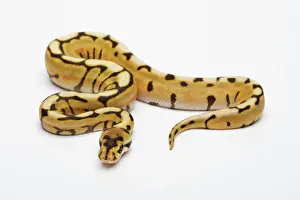 Araña del Desierto Ball Python o Royal Python -Python regius-, macho.