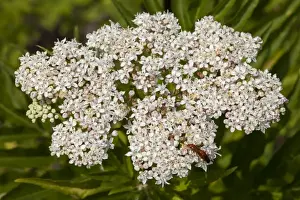 Blooming Plants Outdoors Imprime: Dwarf Elder -Sambucus ebulus-