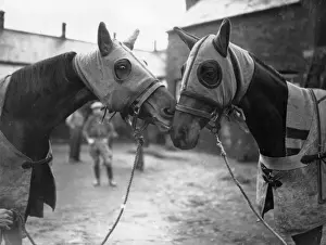 Horse Racing UK Imprime: Face To Face