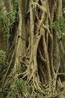 UNESCO World Heritage Australia Imprime: Detail of fig tree