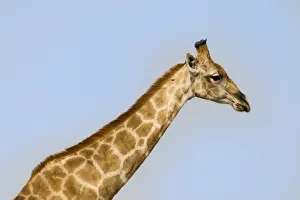 Blue Sky Nature Photos Imprime: Giraffe -Giraffa camelopardalis-, Etosha National Park, Namibia