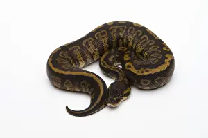 Impresiones de La serpiente de granito o la serpiente real -Python regius-, hembra Pitón Bola Imprime: La Pitón de Granito o Pitón Real -Pitón real-, hembra.