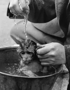 Whipsnade Zoo Animals Imprime: Bathtime For Monkey