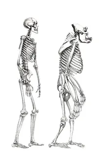 Primates Imprime: Esqueleto humano y esqueleto de un mono, ilustración anatómica.