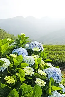Floral Photography Imprime: Hydrangea (Hydrangea macrophylla) in front of mountains