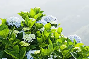 Floral Photography Imprime: Hydrangea (Hydrangea macrophylla) in front of mountains