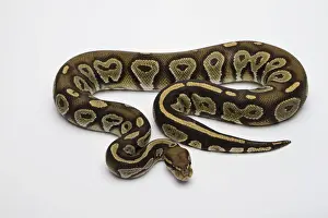 Impresiones de Hipo negro sombrero de cabeza Albino Ball Python o Royal Python -Python regius-, macho Pitón Bola Imprime: 'Python regio macho Albino, Hypo Black Head Hat - o Python real-, Ball Python'.