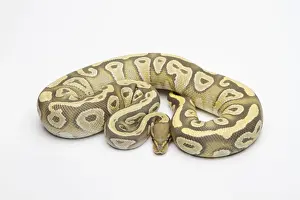 Hipo Mojave Ball Python o Royal Python -Python regius-, hembra.