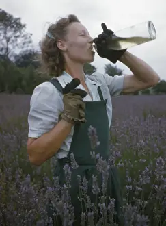 Lavender Field Photography Imprime: Lavender Picking