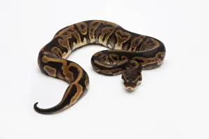 Impresiones de Leopardo Ball Python o Royal Python -Python regius-, hembra Pitón Bola Imprime: León Ball Python o Pitón Real -Pitón real-, hembra.