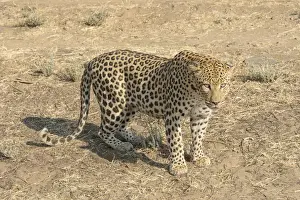 Leopard Namibia Imprime: Leopard -Panthera pardus-, Khomas, Namibia