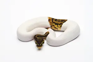 Impresiones de Leopardo piebald Ball Python o Royal Python -Python regius-, macho Pitón Bola Imprime: León piebald Ball Python o Royal Python -Python regius-, macho.