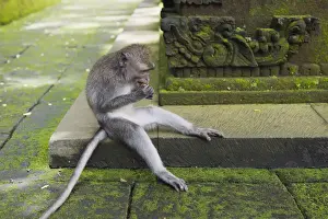 Indonesian Primates Imprime: Macaque -Macaca sp. - in the Monkey Forest temple