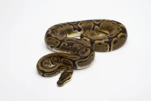 La serpiente de ballena Matanic o la serpiente real -Python regius-, hembra.