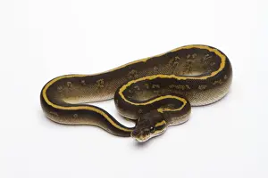 Impresiones de Mojave Granite Ball Python o Royal Python -Python regius-, hembra Pitón Bola Imprime: 'Ballena de granito Mojave o Pitón Real -Pitón real-, hembra'.