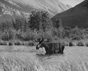 Banff National Park Images Imprime: Moose Bathing
