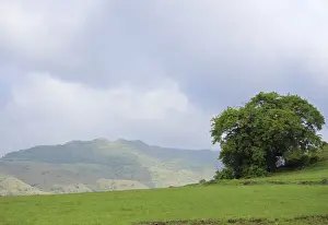 Maharashtra Travel Destinations Imprime: Mountain and tree