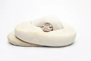 Ball Python Imprime: Opal Diamond Ball Python or Royal Python -Python regius-, male