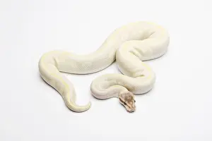 Impresiones de La Opala, el Ball Python o Royal Python (Python regius), macho Pitón Bola Imprime: Opal Diamond Ball Python o Royal Python -Python regius-, macho.